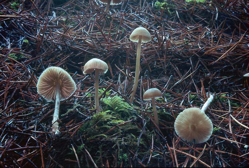 Leptonia strictipes